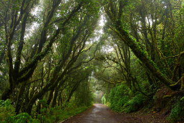 Wet trail through Anaga laurisilva forest