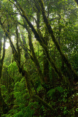 Fototapeta premium Mossy branches in Anaga forest