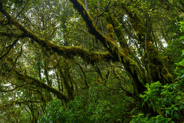 Ferns and moss in Anaga forest