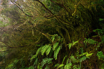 Ferns and moss in Anaga forest