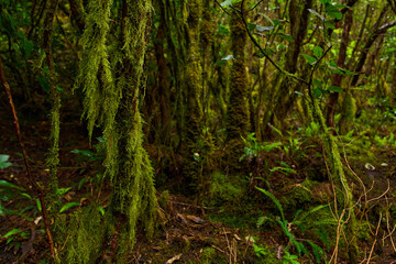 Mossy branches in Anaga forest