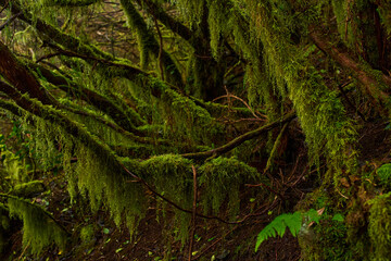 Mossy branches in Anaga forest