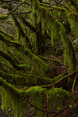 Obraz premium Mossy branches in Anaga forest