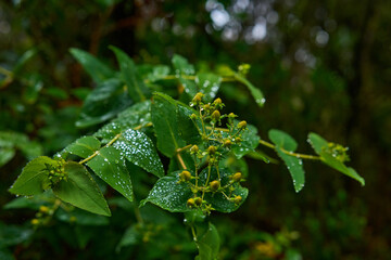 Hypericum grandifolium in Anaga forest