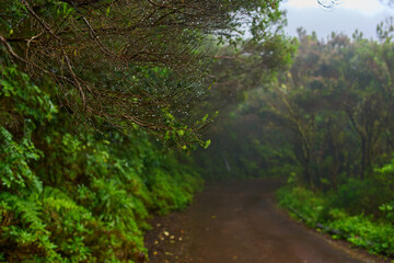 Obraz premium Wet trail through Anaga laurisilva forest
