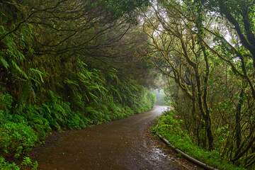 Wet trail through Anaga laurisilva forest