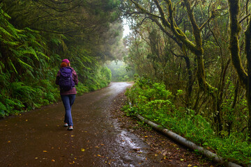 Obraz premium Woman hiking in Anaga forest trail