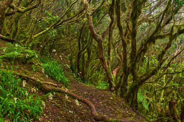 Mossy branches in Anaga forest
