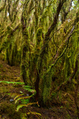 Mossy branches in Anaga forest