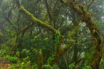 Mossy branches in Anaga forest