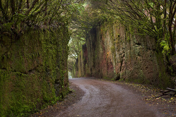 Naklejka premium Pico del Ingles mossy road tunnel