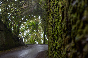 Naklejka premium Pico del Ingles mossy road tunnel