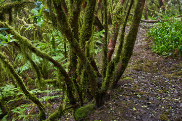 Mossy branches in Anaga forest
