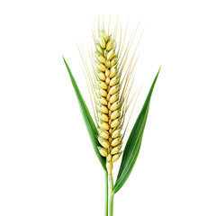 Single stalk of ripe wheat against a black background.