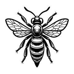 Detailed honey bee illustration vector graphic design for beekeeping and nature enthusiasts project