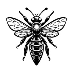 Detailed black and white honey bee illustration for apiary designs and nature themed graphic projects needs