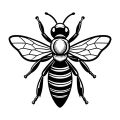 Detailed vector graphic of a honey bee illustration in black and white for design projects use