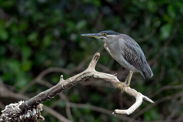 A heron waits on a tree branch waiting for a fish to pass by	
