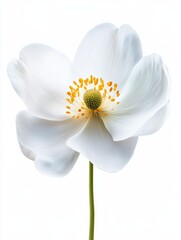 Obraz premium Delicate White Flower Blooming with Bright Yellow Stamens in a Lush Green Natural Environment Exuding Beauty and Tranquility isolated on a white background