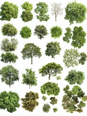 Fototapeta premium Aerial view collection of various trees on white background
