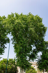 A large, leafy tree stands tall against a bright blue summer sky in Naples, Italy. A peaceful urban green corner surrounded by historic architecture