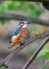 Zimorodek, Kingfisher na drzewie. Latający diament. Zimorodek polujący na małe rybki, portret zimorodka. © MarcinRoj.Fotografia