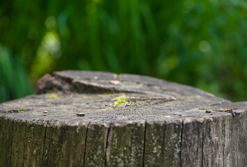 Nature background with old tree stump with cracked wood and moss in the forest