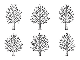 Birch Tree Outline Illustration