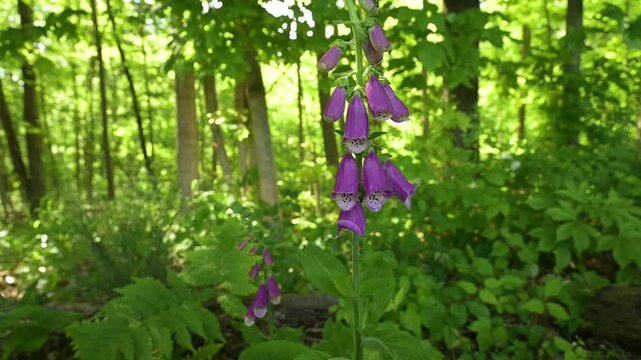 Purple flowers blowing in the wind in a park