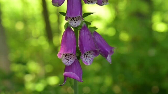 Purple flowers blowing in the wind in a park