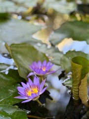 "Wild and ornamental plants of Asia. Lilies and lotus in the pond, bonsai in the yard, trimmed trees all around. 
Royal Poinciana, Delonix regia in full bloom, Jasmine flowers on the sea backgroundfwe