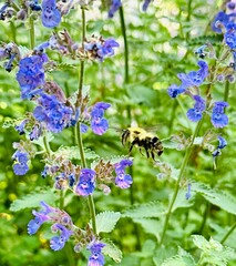 the bee collects honey on purple flowers in the garden