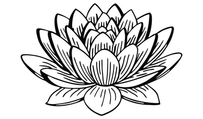 vector illustration of lotus flower