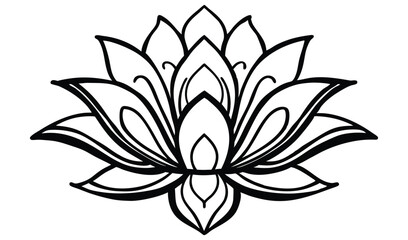 white lily flower