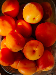 Juicy apricots harvested at dawn, ready for fresh dishes or sweet snacks