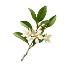 Fototapeta premium Close up of a sprig of orange blossoms.
