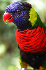A Macro photo of a colorful parakeet