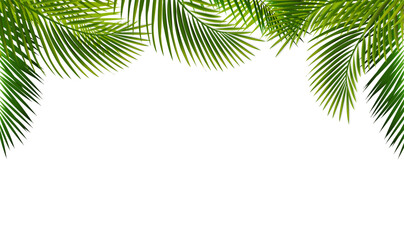 Green Palm Branch With White Background
