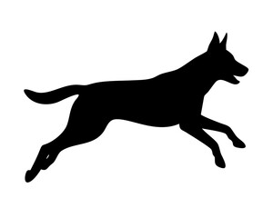 Fototapeta premium Belgian Malinois Dog Jumping Running Silhouette - Dynamic Vector Graphic for Logos, Agility Sports, and Brand Identity