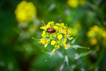 A close-up of a red soldier bug or firebug. A cluster of vibrant yellow flowers of  the mustard plant with a bright red insect on them. Suitable for pollination topics, gardening, entomology