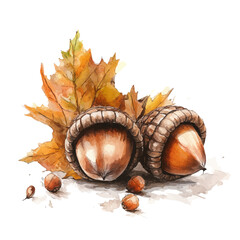 Autumn Acorns On Ground, watercolor drawing vector, isolated on a white background.