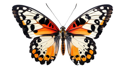 Fototapeta premium Butterfly wings close up orange white black pattern insect nature wildlife animal lepidoptera macro isolated on transparent background