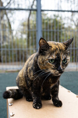 Tortoiseshell cat with green eyes sitting on a box, looking down in an outdoor fenced area