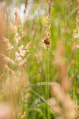 Ladybug in the dry grass 