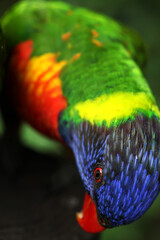 A Macro photo of colorful parakeets