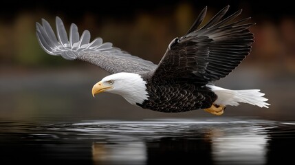 Fototapeta premium An eagle plunges into water from a low angle, clutching a fish, as dramatic splashes and lighting highlight this intense moment.