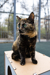 A tortoiseshell cat with vibrant green eyes sitting attentively on a wooden box in an outdoor fenced area