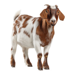 Boer Goat Photo Stock Object PNG Transparent
