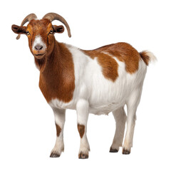 Boer Goat Photo Stock Object PNG Transparent