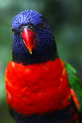 A Macro photo of a colorful parakeet